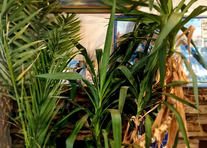 Family Four Seasons Hotel Țarevo